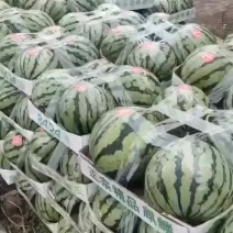山东菏泽8424西瓜大量上市