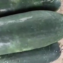 冬瓜