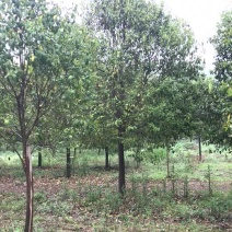 大叶女贞苗圃出售2到20公分精品工程苗量大从优