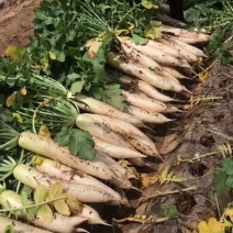 大量春雷萝卜上市水煮7-9工厂原料
