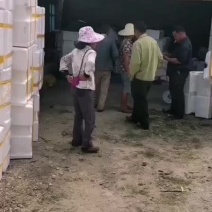 油桃