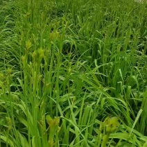 黄花菜