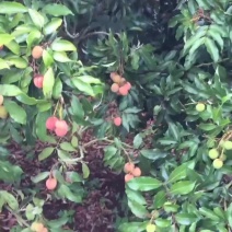 大果