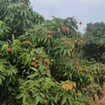 白糖罂