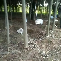 红叶李