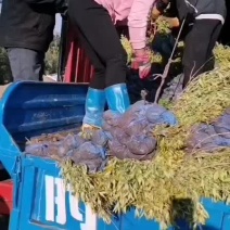 河北定州金叶莸，河北金叶莸绿化苗木40--60公分