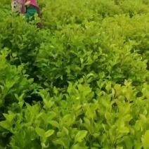 金森女贞