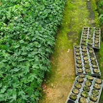 大青木瓜苗