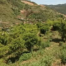 红豆杉