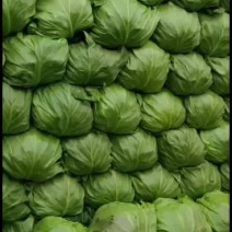 甘蓝