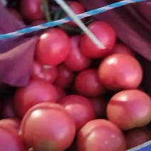 精品硬粉西红柿大量上市