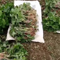 大量出售:鱼腥草、折耳根根.嫩叶子……