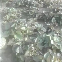 红薯苗