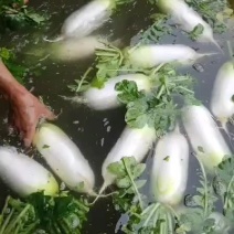 水果青