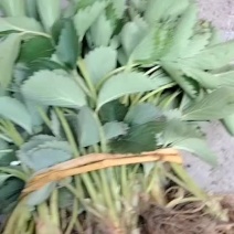 草莓苗，宁玉，自有基地育苗，质量保证规格齐全，来电～