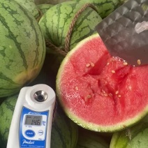 早春红玉万亩基地量大质优