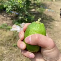 大量摘货需要提前预约下单老板们