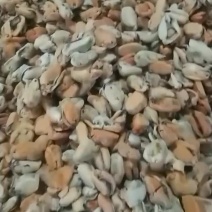 优质冻煮海虹肉