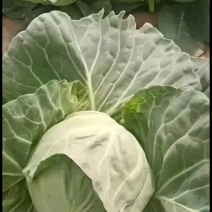 甘蓝