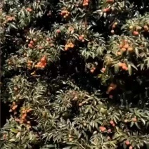 大果