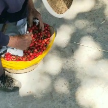 樱桃