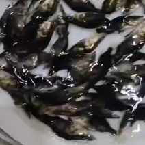 桂鱼