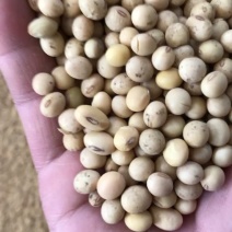 黄豆巨峰小粒黄豆比重粮带点泥巴