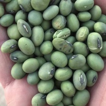 双青豆青大豆出浆48到49
