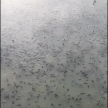 牛蛙苗，四脚，蝌蚪