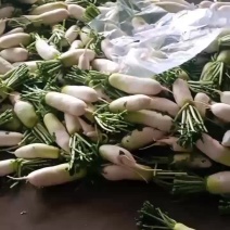 甘肃大棚绿萝卜大量上市有需要的老板随时欢迎联系