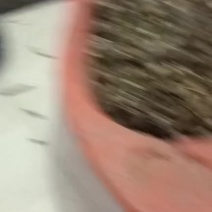 发财蟹鬼头蟹河蟹