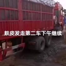 麸皮装车发走，麸皮现货供应