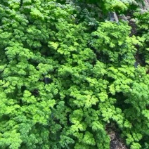 绿色基地全年无休直供荷兰芹欧芹