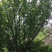 8公分红梅一级货标准花梅6单8公分