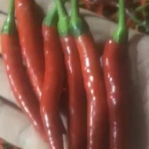 小米椒红米椒