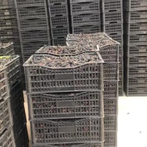西安临潼桑葚种植基地