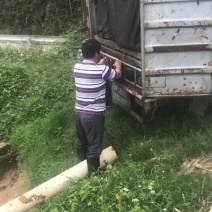 胡子念