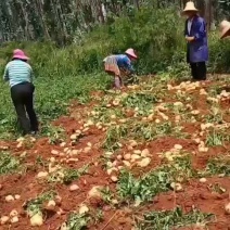 云南文山丽薯六号土豆