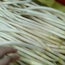藕带