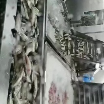 鲈鱼鱼柳加工配送