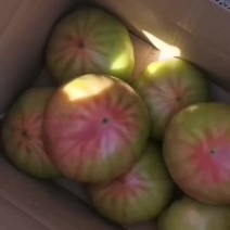 欢坨一线西红柿