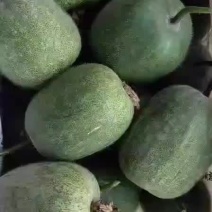 小米瓜