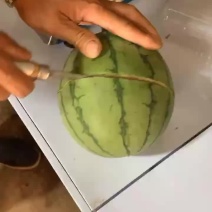 早春红玉大量上市产地直供货源充足