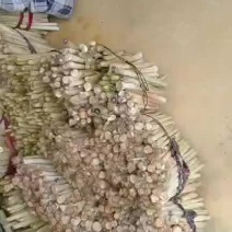 微山湖野生蒲菜大量供应