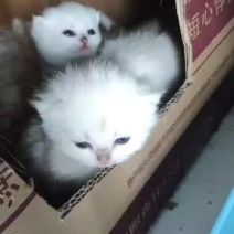 银渐层猫