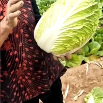 白菜大量上市了，要的联系