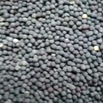 湖北枝江高含油油菜籽，专门购销高含油油菜籽。
