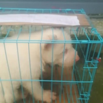 精品小下司犬，猎性好，给老铁发狗