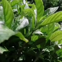南板蓝根种苗