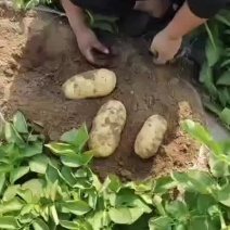 土豆